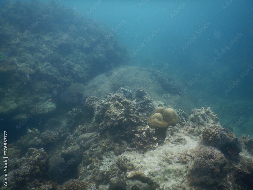 Obraz premium Colorful Trevally on a tropical coral reef at phuket thailand