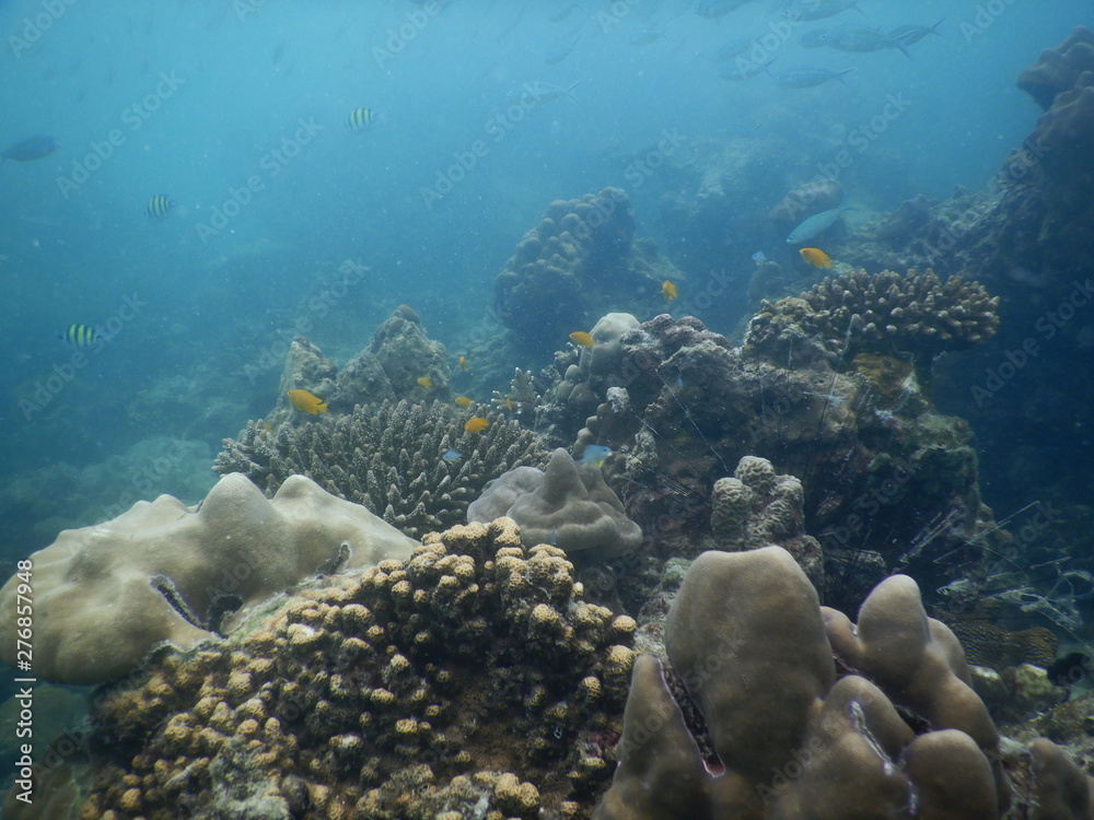 Fototapeta premium Colorful Trevally on a tropical coral reef at phuket thailand