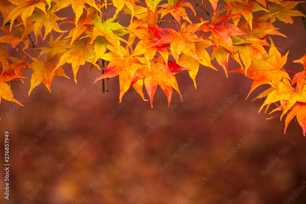 Beautiful colorful vibrant red and yellow Japanese Maple trees in Autumn Fall forest woodland landscape detail in English countryside Beautiful colorful vibrant red and yellow Japanese Maple trees in Autumn Fall forest woodland landscape detail in English countryside