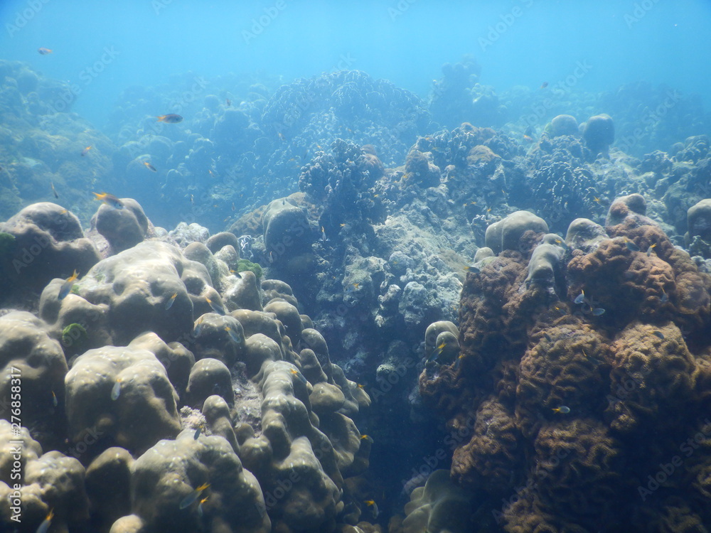 Fototapeta premium Colorful Trevally on a tropical coral reef at phuket thailand