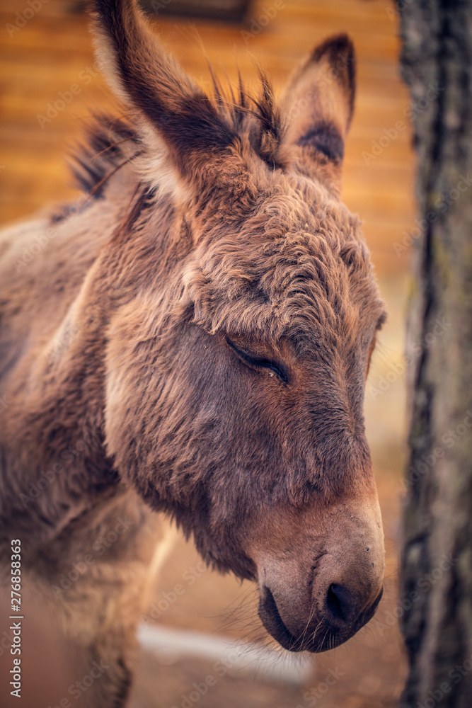 donkey domesticated member of the horse family.