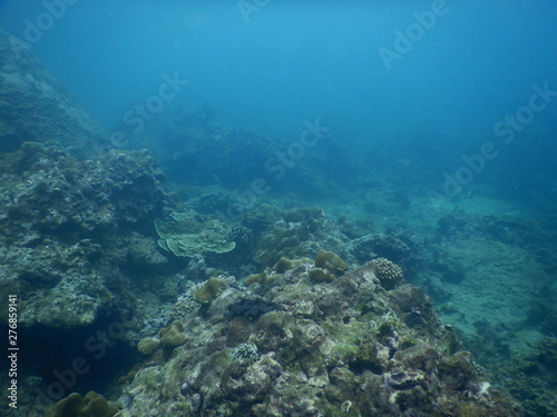 Colorful Trevally on a tropical coral reef at phuket thailand