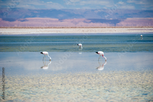 Fototapeta Naklejka Na Ścianę i Meble -  Closeup of an Andean Flamingo in Lake Chaxa near San Pedro de Atacama, Chile. Andean flamingo (Phoenicoparrus andinus), Chaxa Lagoon, Atakama Salar, Chile : Unusual landscape of salt formations