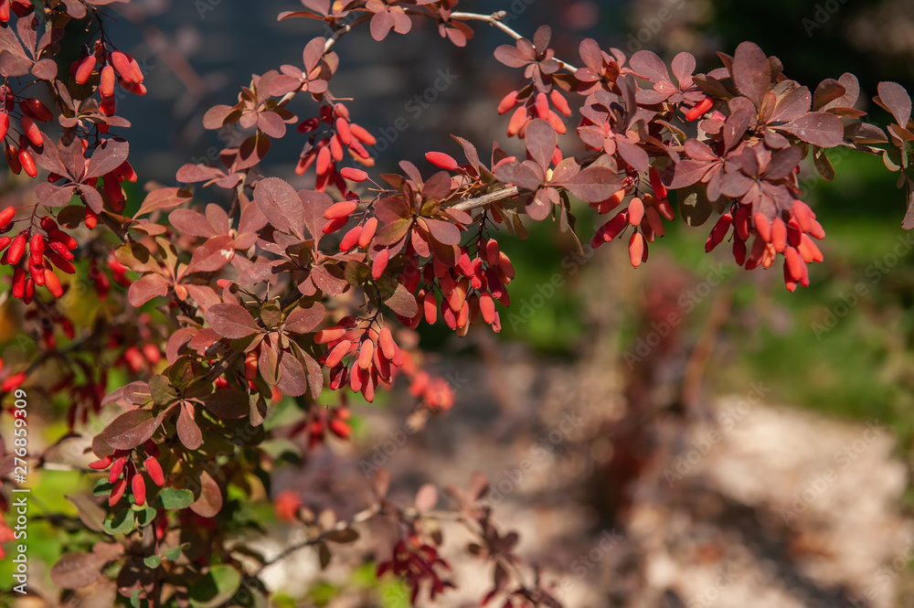 A beautiful branch of ripe barberry on an autumn day against the background of autumn foliage. Backdrop for the autumn mood A beautiful branch of ripe barberry on an autumn day against the background of autumn foliage. Backdrop for the autumn mood