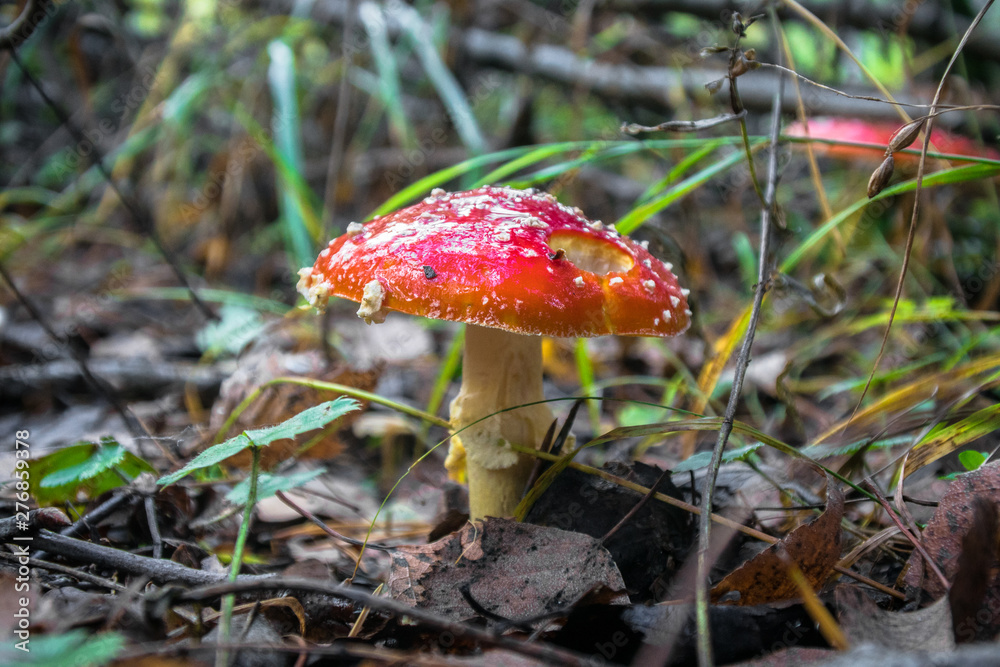 poisonous mushroom red fly agaric in autumn mixed forest poisonous mushroom red fly agaric in autumn mixed forest