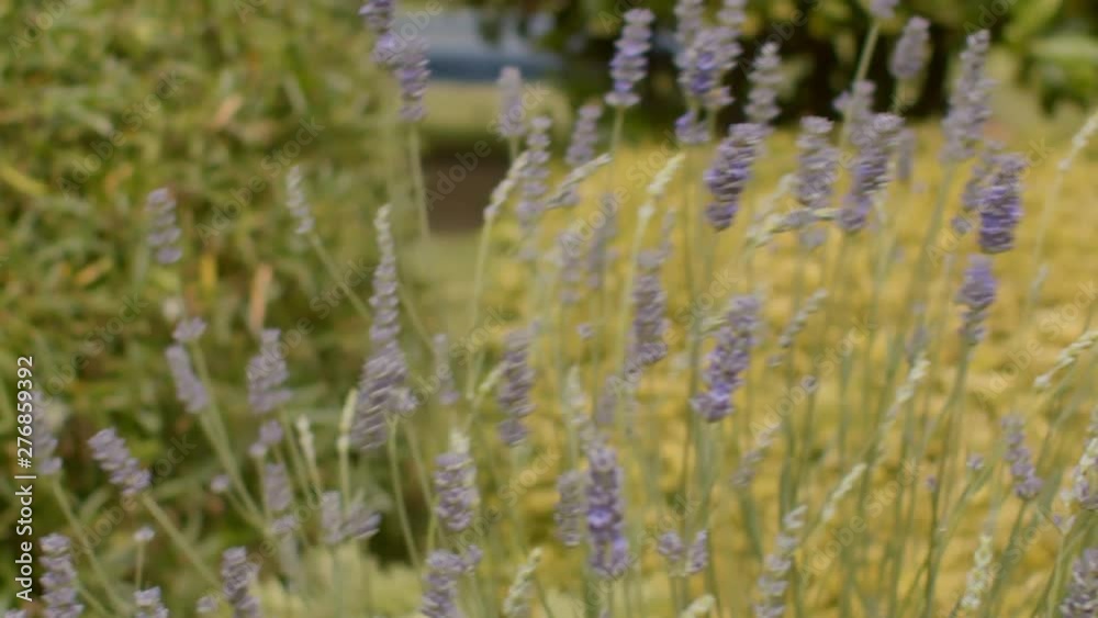 A strong gust of wind blowing a bee off a lavender flower, bee flies back into the scene landing on another lavender flower. SLOW MOTION. A strong gust of wind blowing a bee off a lavender flower, bee flies back into the scene landing on another lavender flower. SLOW MOTION.