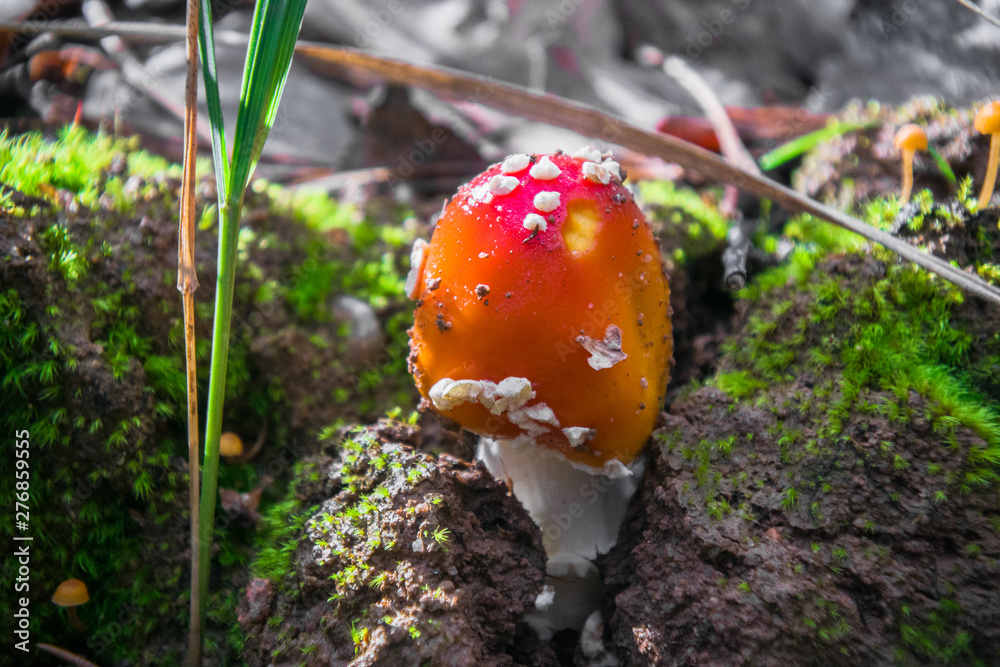 poisonous mushroom red fly agaric in the autumn forest