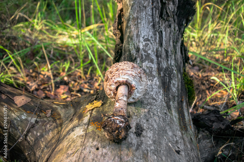 Obraz premium delicatessen mushroom umbrella on an old log in the forest