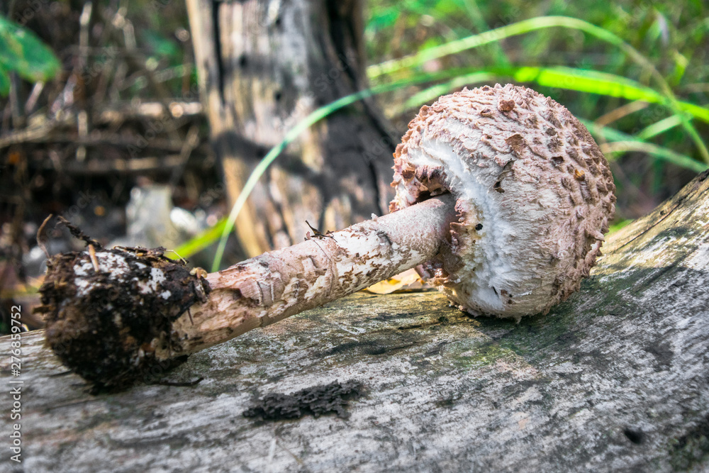 Fototapeta premium delicatessen mushroom umbrella on an old log in the forest