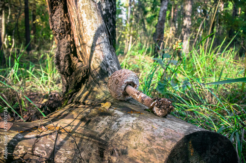 delicatessen mushroom umbrella on an old log in the forest © Subcomandantemarcos