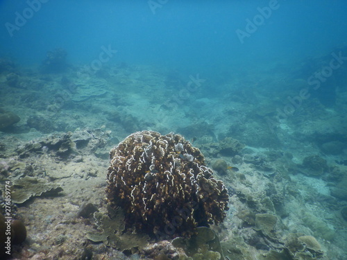 Fototapeta Naklejka Na Ścianę i Meble -  Colorful Trevally on a tropical coral reef at phuket thailand