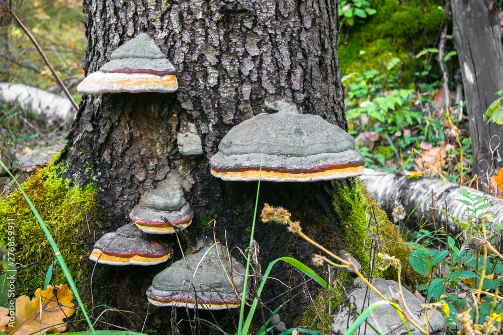 Fototapeta premium An old stump, infected by fungal plant pathogen - Polypore fungus. This species infects trees through broken bark, causing rot and continues to live on trees long after they have died, as a decomposer