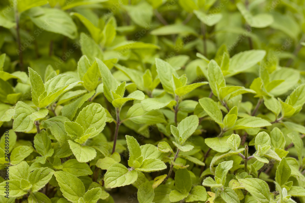 young mint grows in nature young mint grows in nature