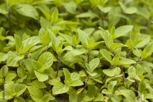 young mint grows in nature