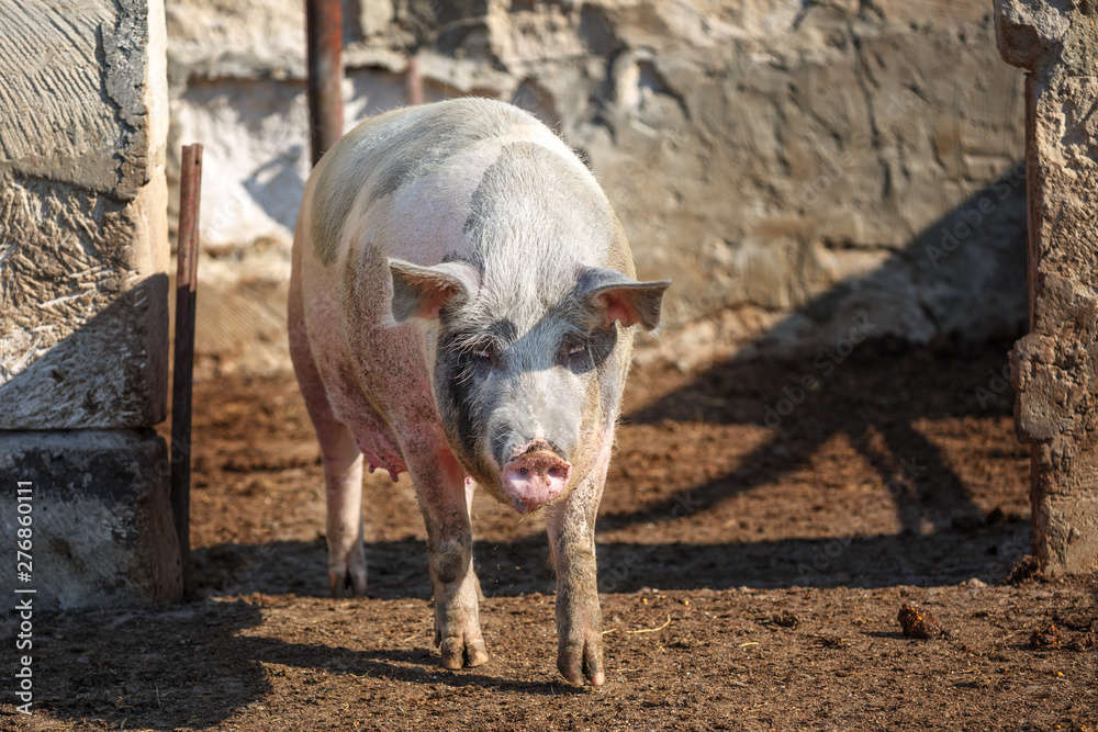 Big pig walks in paddock. Livestock farm. Big pig walks in paddock. Livestock farm.