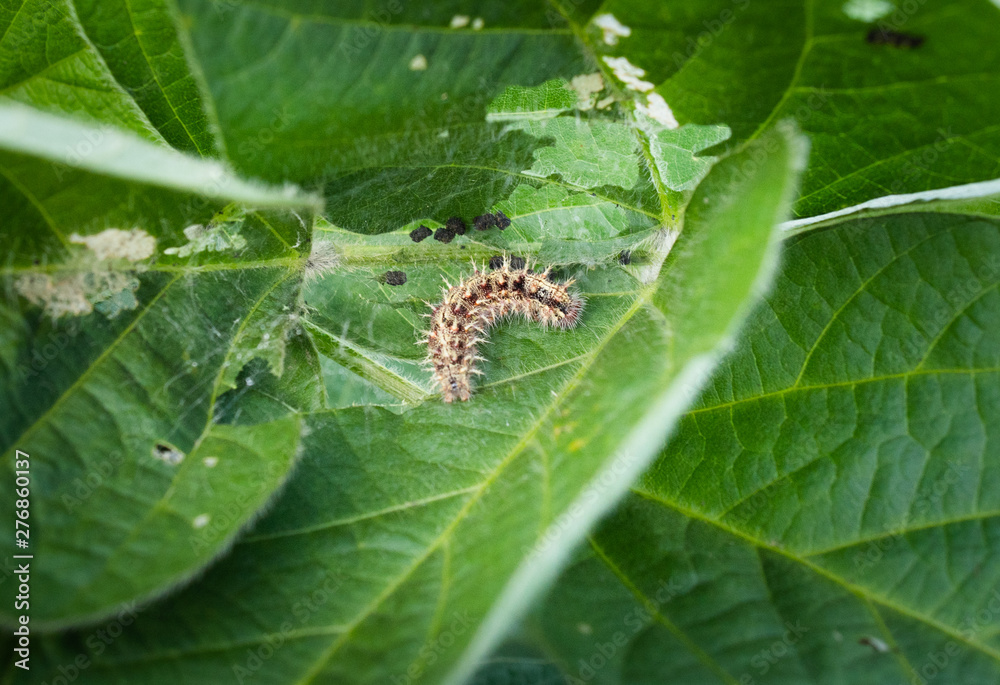 Caterpillar pests on soybean leaves Caterpillar pests on soybean leaves