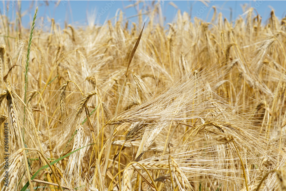 Fototapeta premium Gerste auf einem Getreidefeld im Sommer 