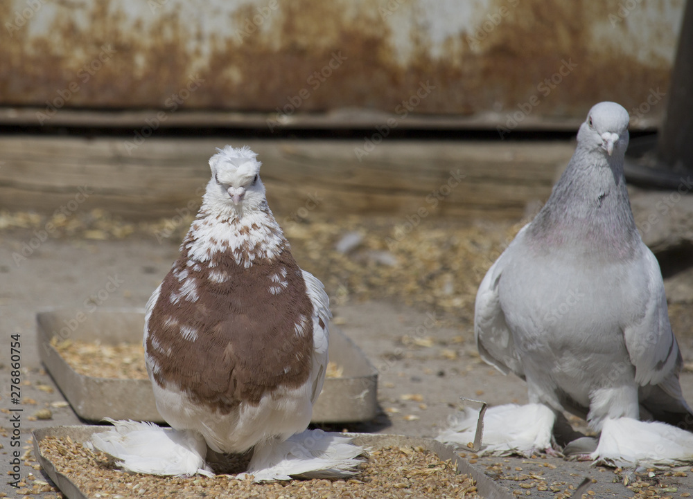 Group of birds.Group of pigeons and the dove