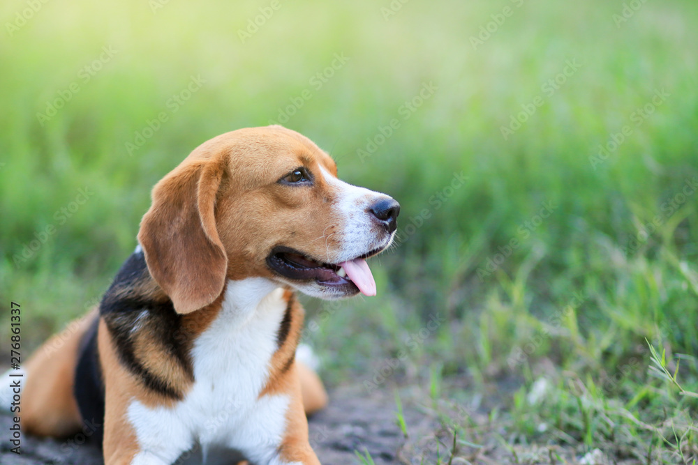 An adorable beagle dog lying down outdoor in the grass field.