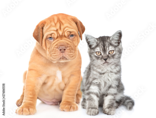 Tabby kitten sitting with mastiff puppy in front view. isolated on white background