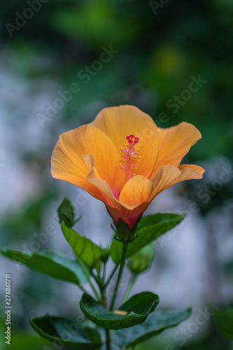 Beautiful colorful Hibiscus flower in the garden. Hibiscus Rosa-Sinensis flower known as Chinese hibiscus China rose Hawaiian hibiscus.