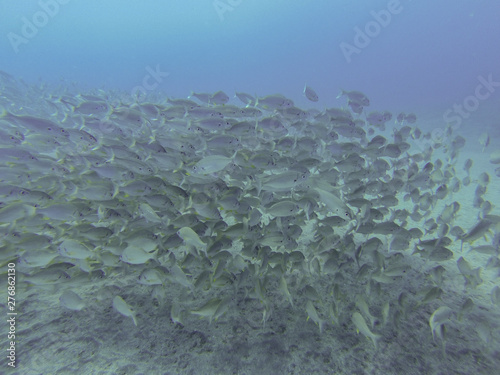 Shoal of bastard grunts (Pomadasys incisus) in Canary islands, in the Atlantic ocean