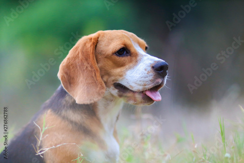 Portrait of an adorable beagle dog sitting outdoor in the grass field.