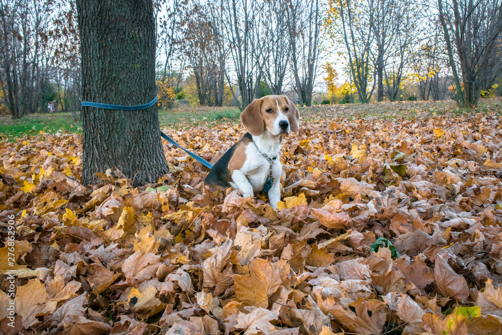A smart beagle puppy on a walk in the city Park. Tricolor Beagle puppy is watching a peaceful autumn landscape. A smart beagle puppy on a walk in the city Park. Tricolor Beagle puppy is watching a peaceful autumn landscape.