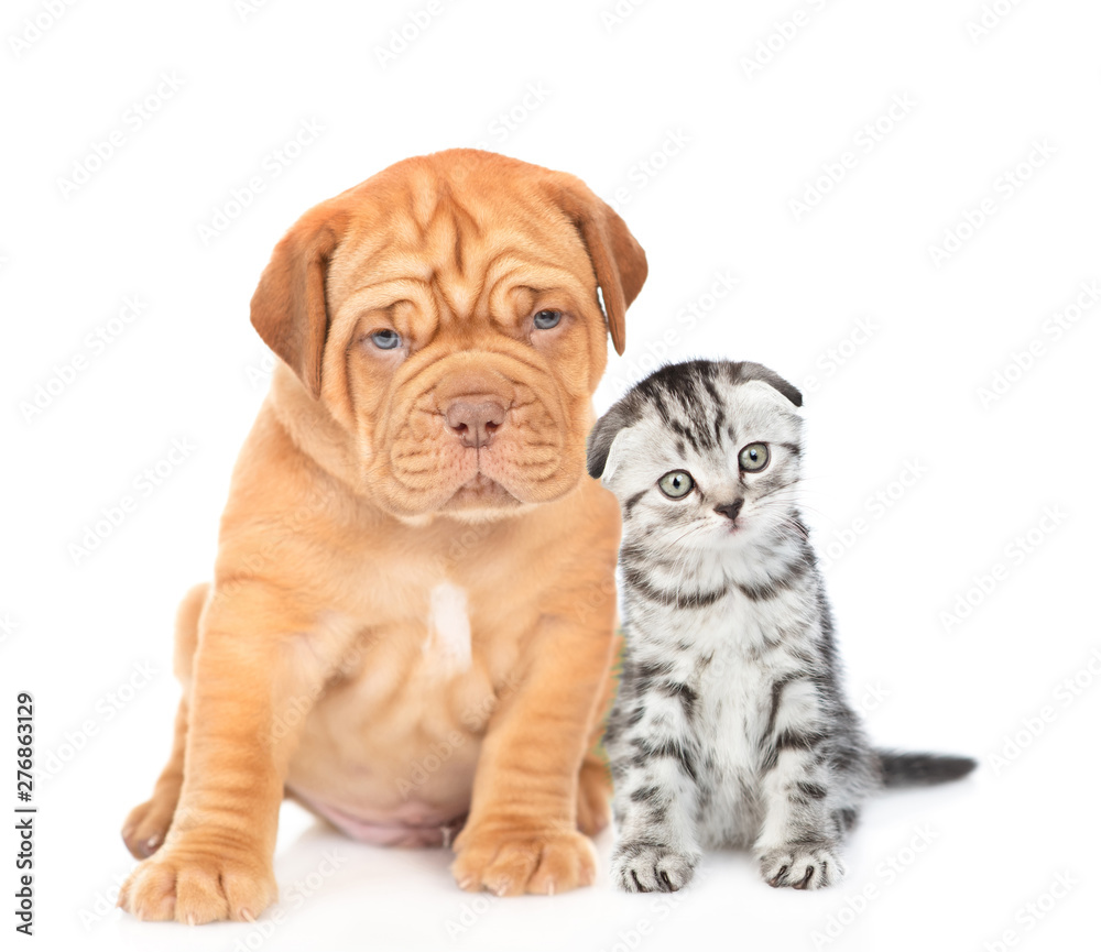 Mastiff puppy sitting with tiny kitten in front view and looking at camera. isolated on white background Mastiff puppy sitting with tiny kitten in front view and looking at camera. isolated on white background