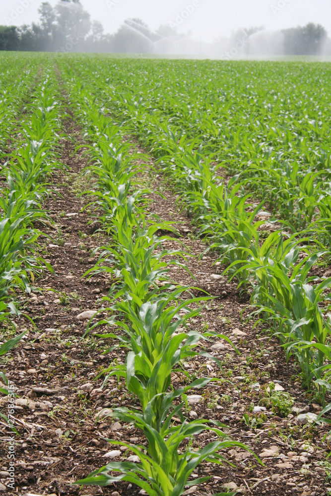 Irrigation system watering corn field in summer season. Irrigating corn field 