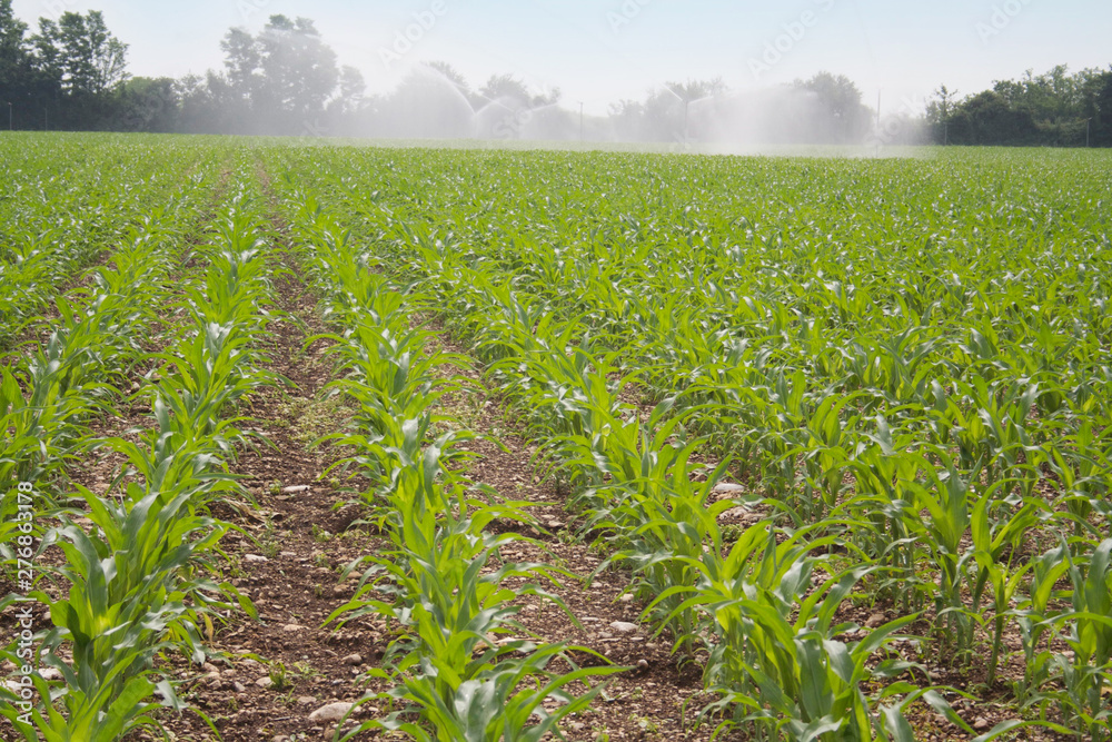 Naklejka premium Irrigation system watering corn field in summer season. Irrigating corn field 