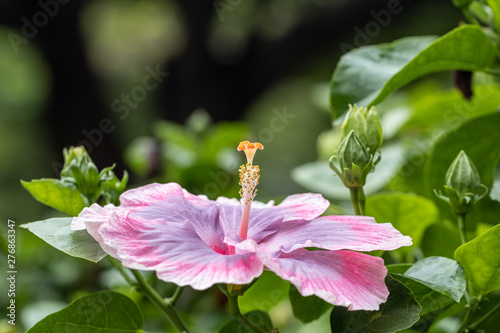 Hibiscus flower blooming in the garden .Types of name Caribbean hibiscus flower.