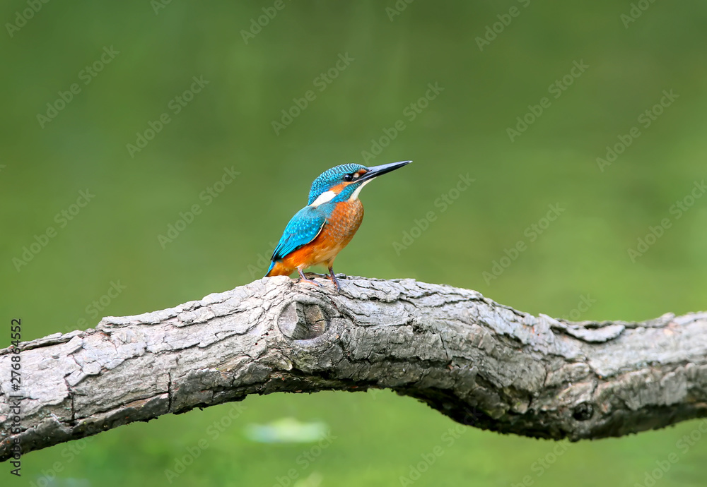 A bright kingfisher sits on a thick branch above green water. A bright kingfisher sits on a thick branch above green water.