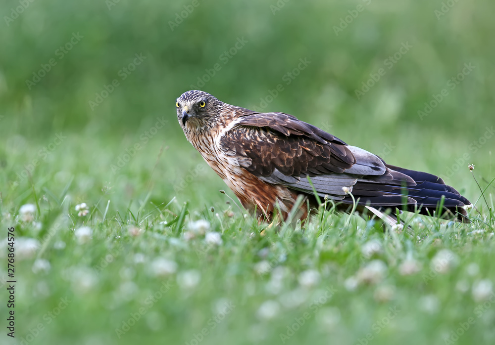 The male The western marsh harrier (Circus aeruginosus) sits on the ground among thick grass. Close-up and detailed photos