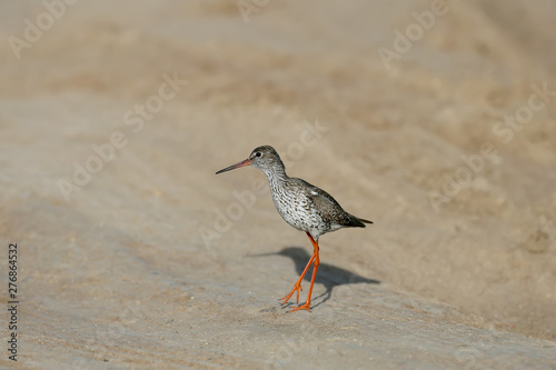 Close-up and detailed photo of the common redshank or simply redshank (Tringa totanus) stands on the ground and looks at the photographer. Bright colors and breeding plumage details