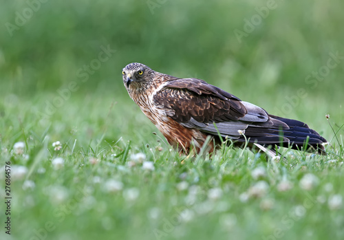 The male The western marsh harrier  Circus aeruginosus  sits on the ground among thick grass. Close-up and detailed photos