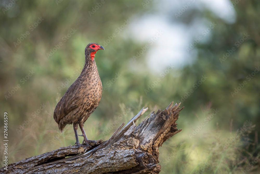 Swainson's Spurfowl perched on a log in Kruger National park, South Africa ; Specie Pternistis swainsonii family of Phasianidae Swainson's Spurfowl perched on a log in Kruger National park, South Africa ; Specie Pternistis swainsonii family of Phasianidae