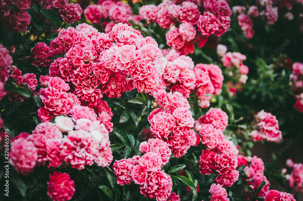 Lush rose bush with roses in the garden. Violent color of flowers on the bush. - obrazy, fototapety, plakaty 