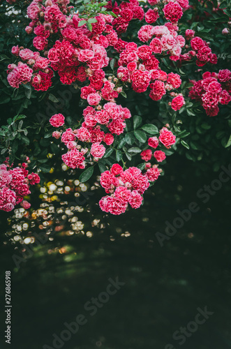 Lush rose bush with roses in the garden. Violent color of flowers on the bush.