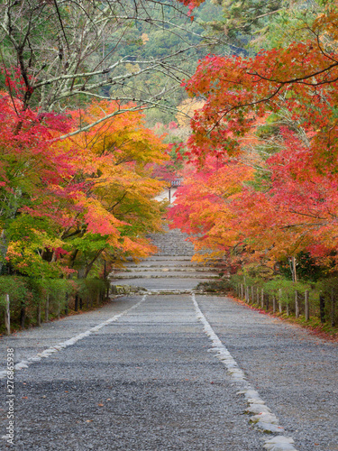 京都 二尊院の紅葉