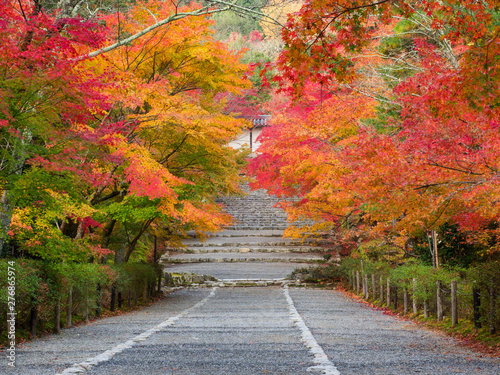 京都 二尊院の紅葉