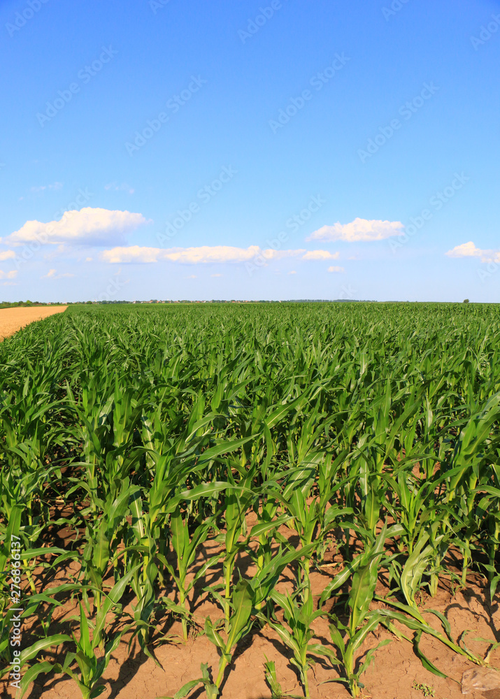 Green field with young corn Green field with young corn