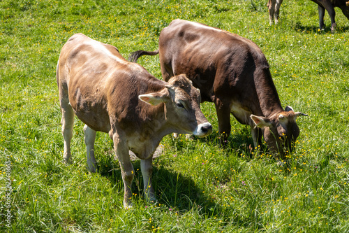 Bavarian Alps / Cows