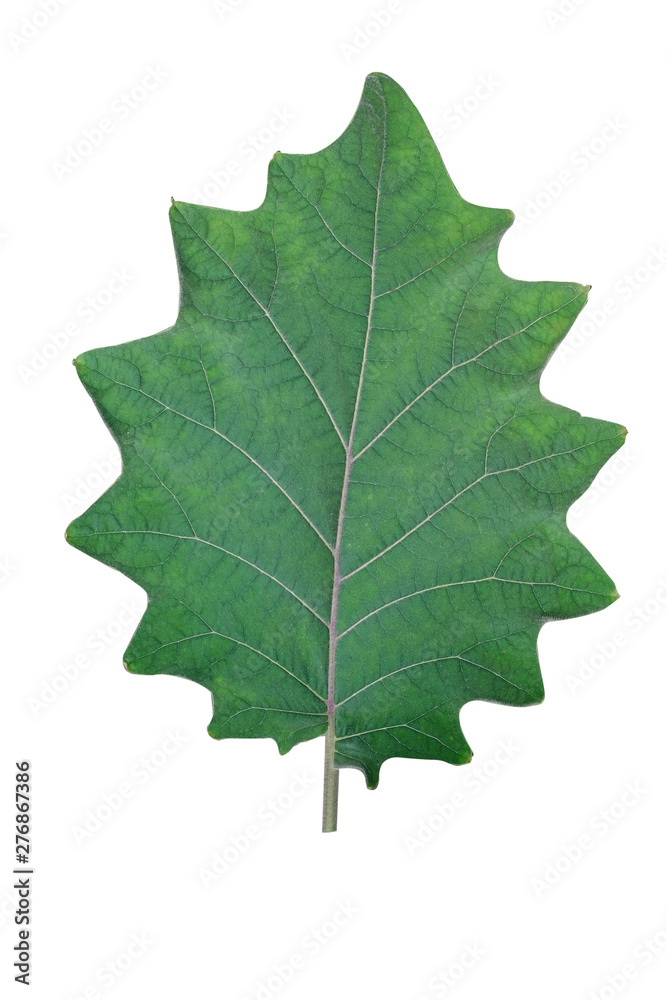 Shape of green leaf on white background. Shape of green leaf on white background.