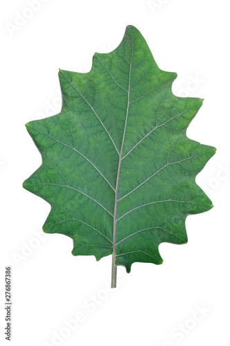 Shape of green leaf on white background.