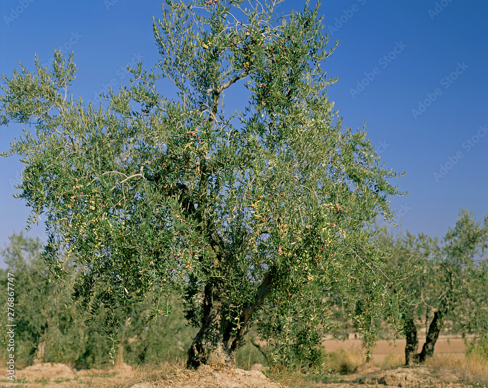 Olive trees. Lleida, Catalonia, Spain.