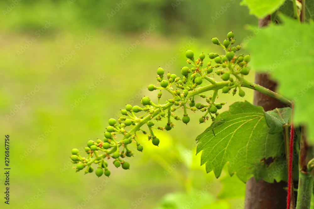 Unripe grapes on the vine. Young branch of grapes on the nature. Growing grapes in the vineyard. Growing wine for sale. Young grapes on the vine. Unripe grapes on the vine. Young branch of grapes on the nature. Growing grapes in the vineyard. Growing wine for sale. Young grapes on the vine.