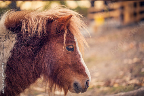 Portrait of Miniature Shetland pony on a farm.