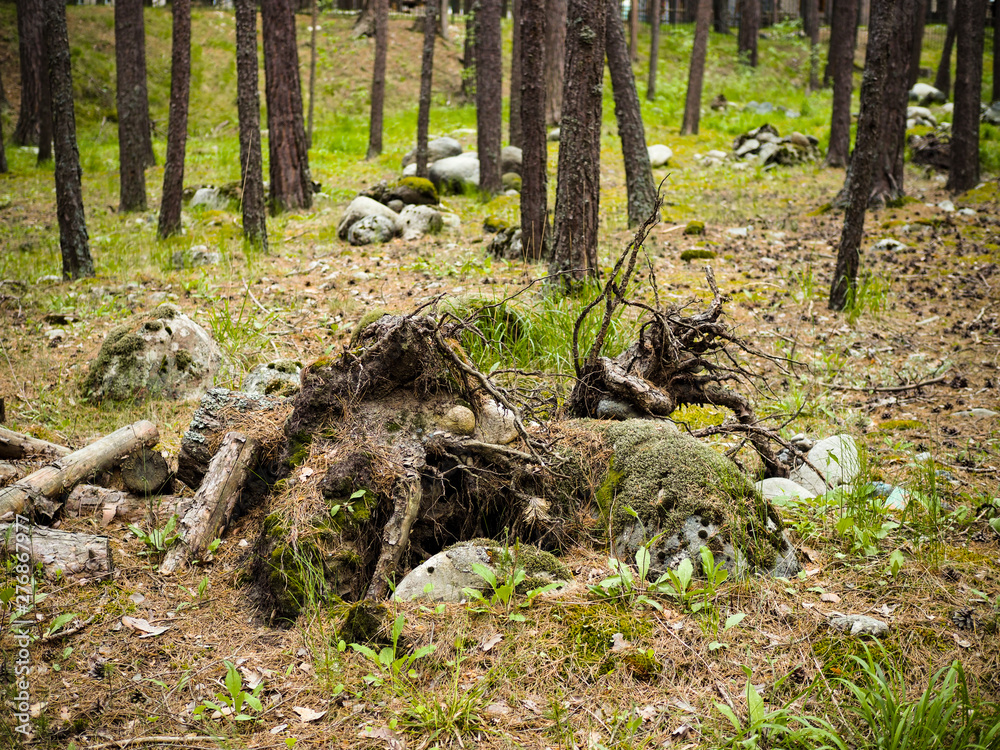 Obraz premium Dry dead snag in forest in summer