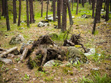 Dry dead snag in forest in summer